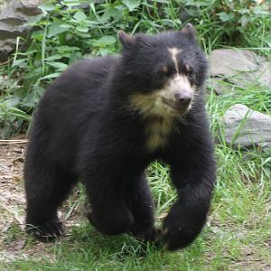 Andean bear