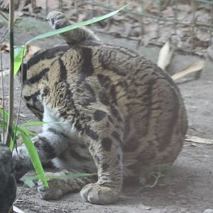 Clouded leopard