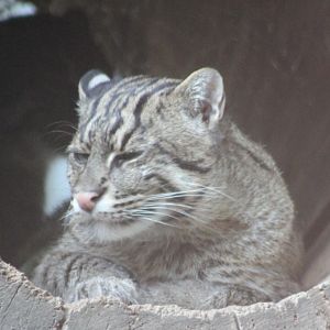 Fishing cat