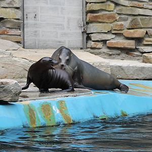 Californian sea-lion with youngster