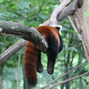 Red panda - from behind