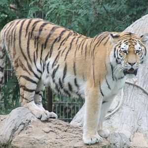 Amur tiger