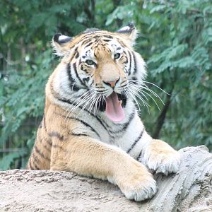 Amur tiger