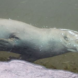 Giant river otter
