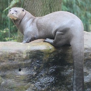 Giant river otter