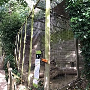 Northern White-faced Scops Owl aviary 150918