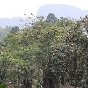 Free-living Waterbird Colony