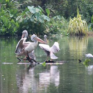 Part of the Free-living Waterbird Colony
