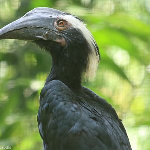 Black Hornbill