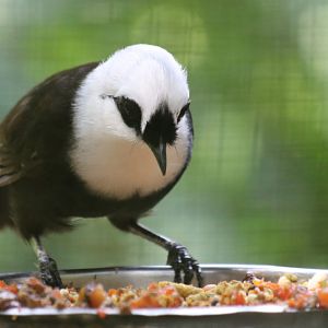 Sumatran Laughingthrush