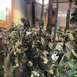 Pygmy marmosets 150918