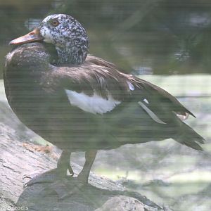 White-winged Wood Duck