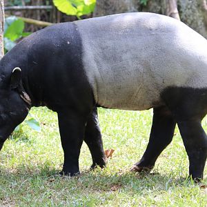 Tapir With Injuries