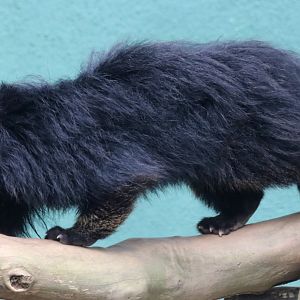 Malayan Binturong