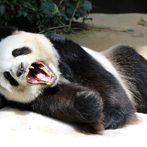 Giant Panda
