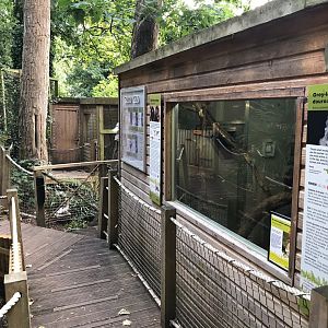 Part of douroucouli and titi enclosure 150918