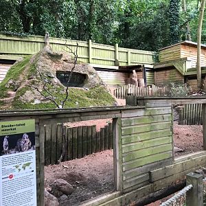 Meerkat enclosure 150918