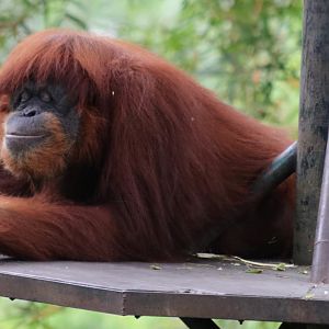 Sumatran Orangutan