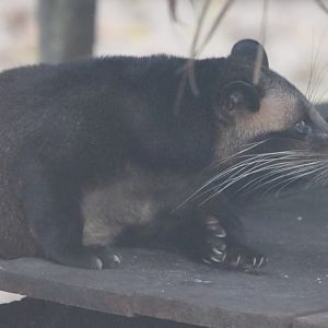 Masked Palm Civet
