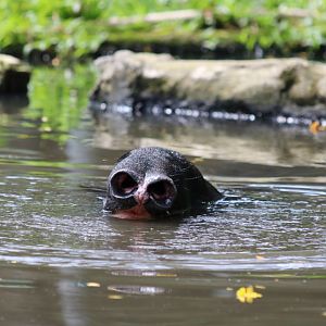 Tapir Underwater