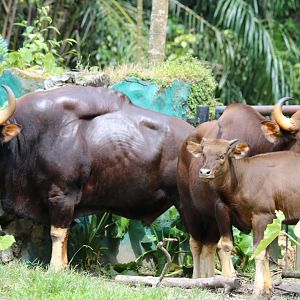 Indian Gaur (nominate subspecies)