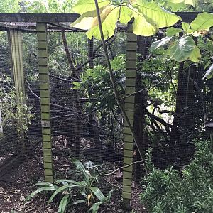 Pied tamarin enclosure 150918