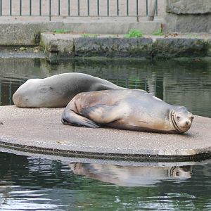Californian sea-lions
