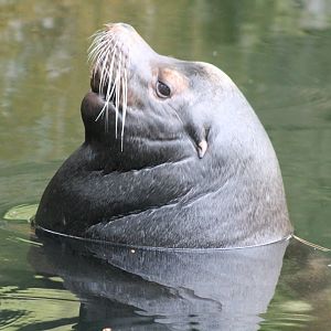 Californian sea-lion