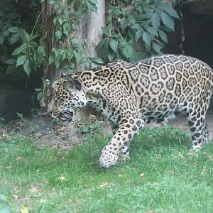 Jaguar