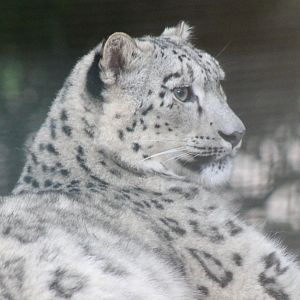 Snow leopard