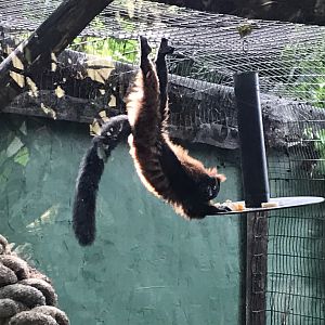 Red ruffed lemur 150918