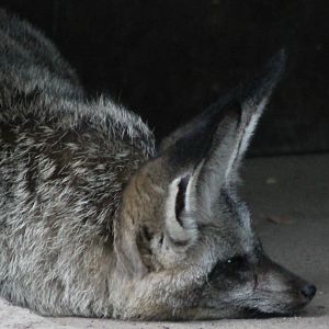Bat-eared fox