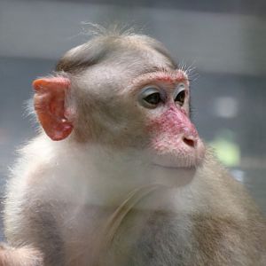 Bonnet Macaque