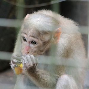 Bonnet Macaque