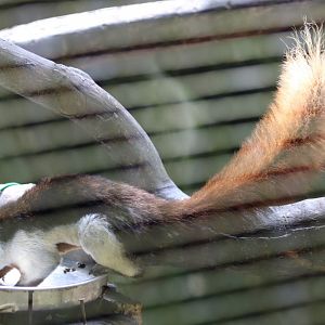 Prevost's Squirrel Subspecies with Large Amount of White