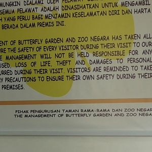 What Sort of Butterflies Have They Got?