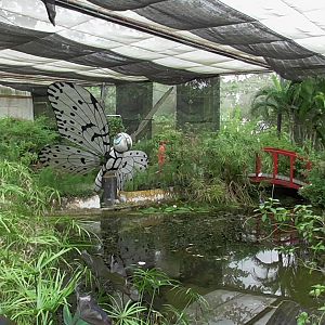 Is this a Killer Butterfly?