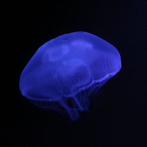 Common Jellyfish (Aurelia aurita)