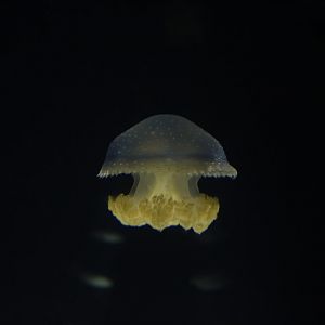 White-spotted Jellyfish (Phyllorhiza punctata)