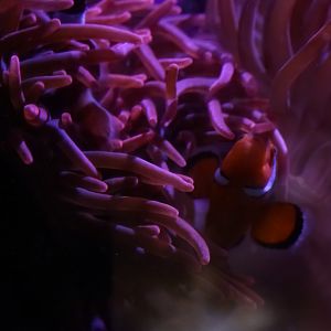 Clownfish (Amphiprion percula) - Ritteri Anemone (Heteractis magnifica)