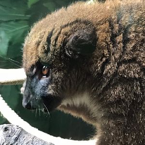 Red-bellied lemur 150918