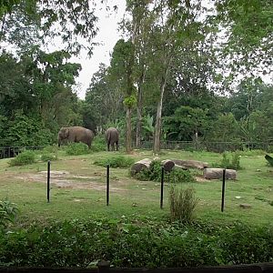 Elephant Enclosure