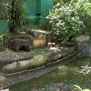 Small Carnivore Enclosure Type (Puma)