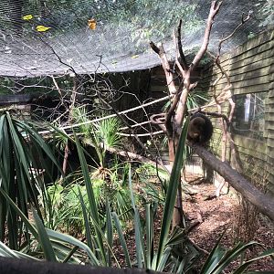 Red-bellied lemur 150918