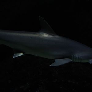 Bonnethead Shark (Sphyrna tiburo)