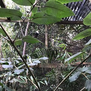 White-headed bulbul 150918
