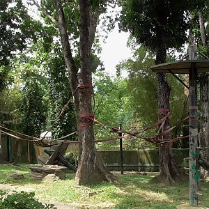 Orangutan Enclosure