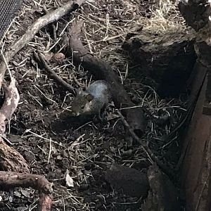 Juvenile Azara’s agouti 150918