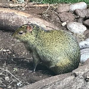 Azara’s agouti 150918