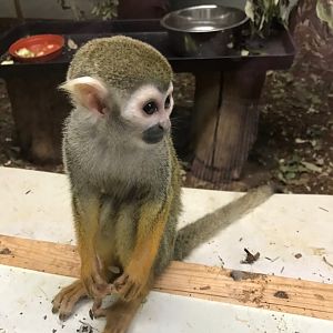 Common squirrel monkey 150918